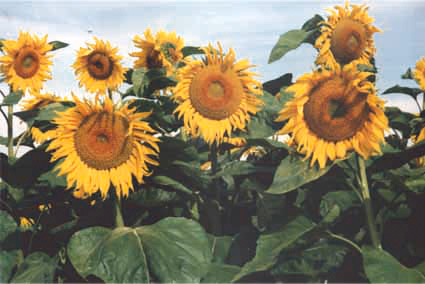 Sunflower is sotr "Dariy"